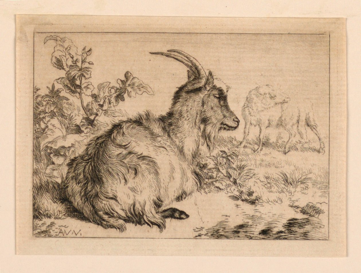 Eine Ziege von Adrian van de Velde