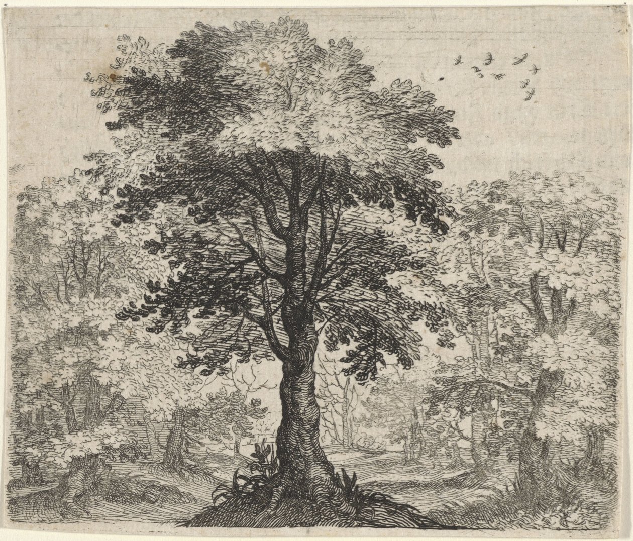 Fabel von der Ulme und der Eiche von Egidius  Sadeler (II)
