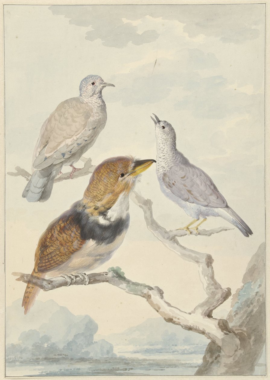 Drei Vögel, zwei Inkatauben und ein Kragenkuckuck von Aert Schouman