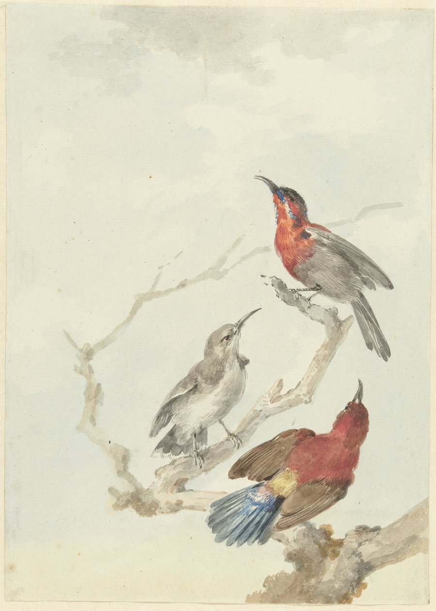 Drei purpurrote Sonnenvögel von Aert Schouman