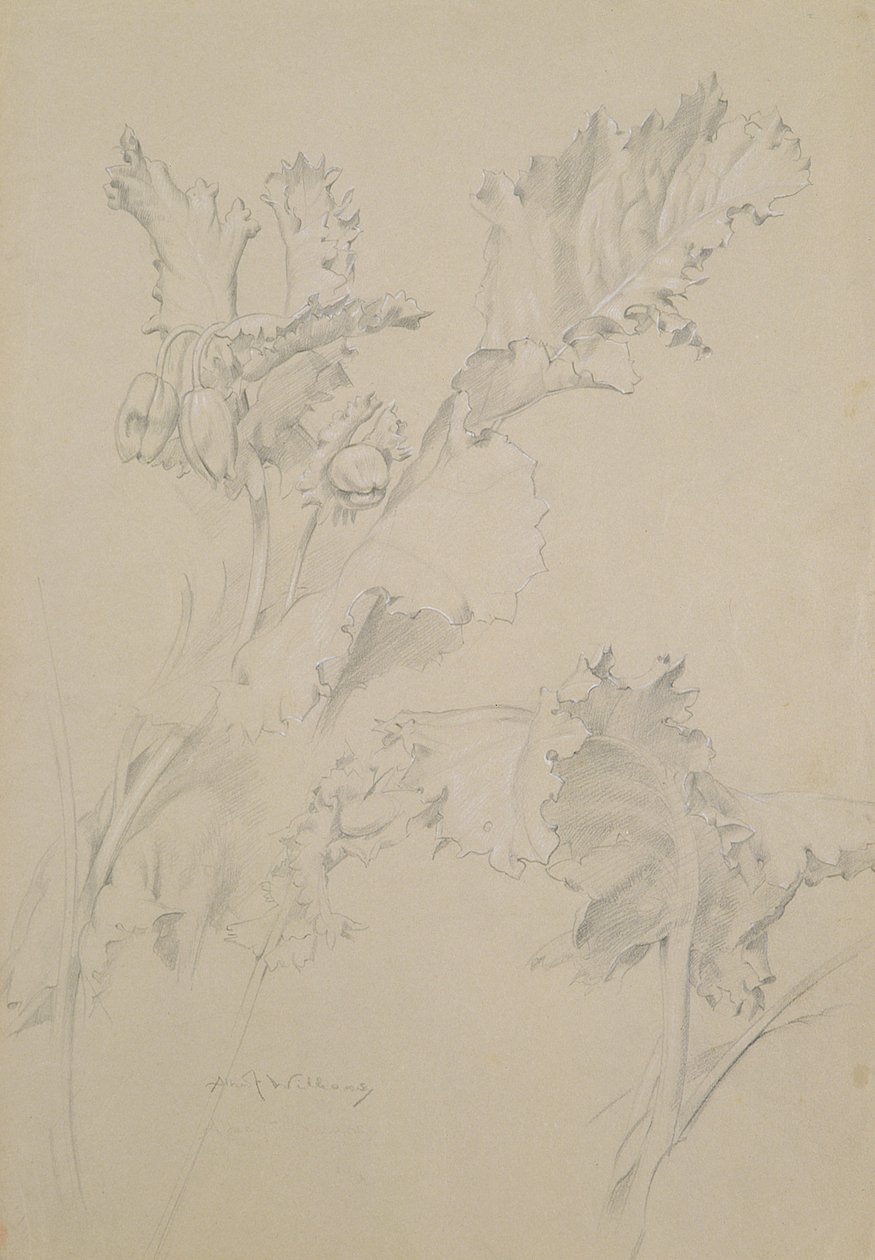 Mohnblätter von Albert Williams