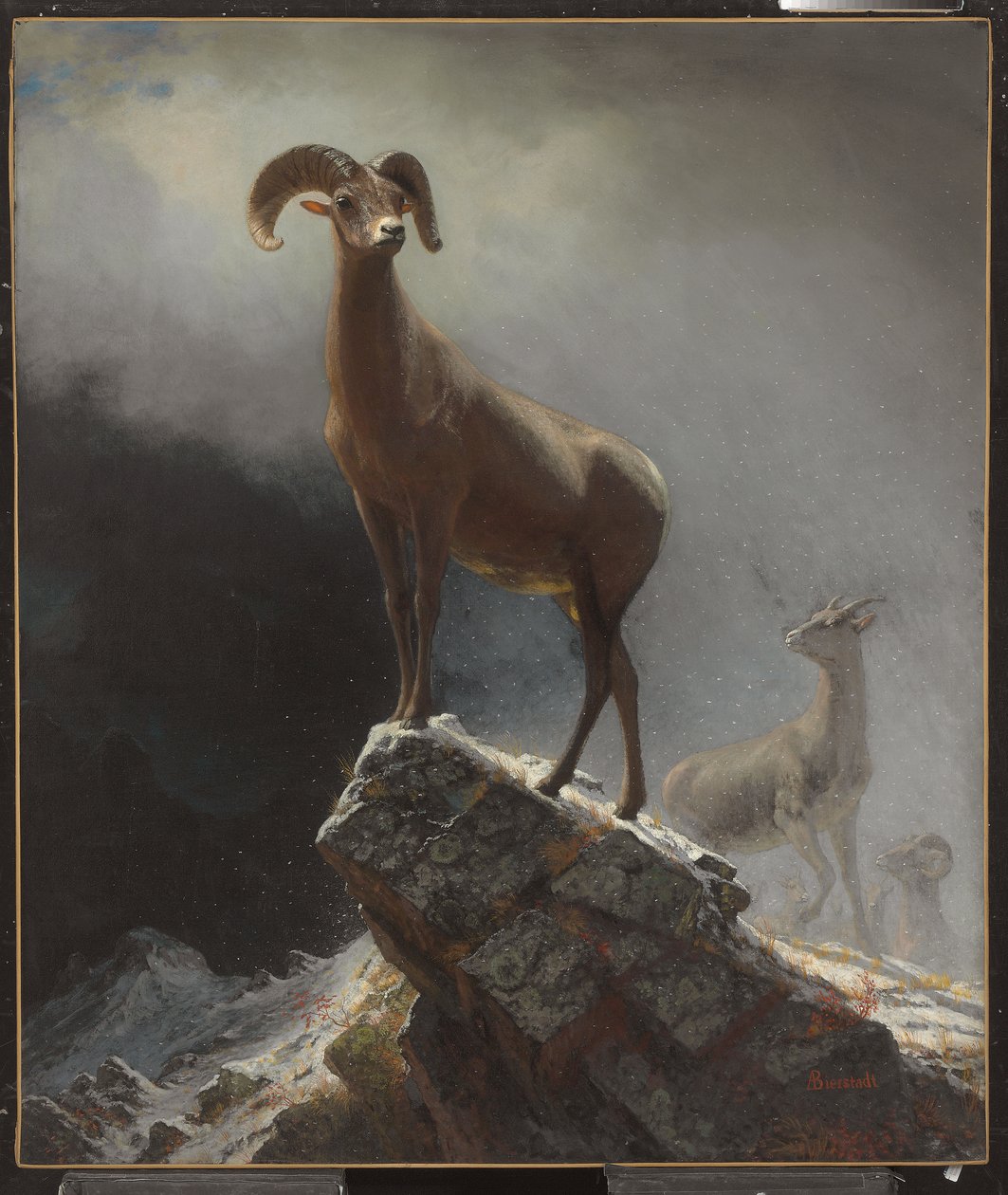 Rocky Mountain Schafe oder Dickhornschafe, Ovis, Montana, ca. 1884 von Albert Bierstadt