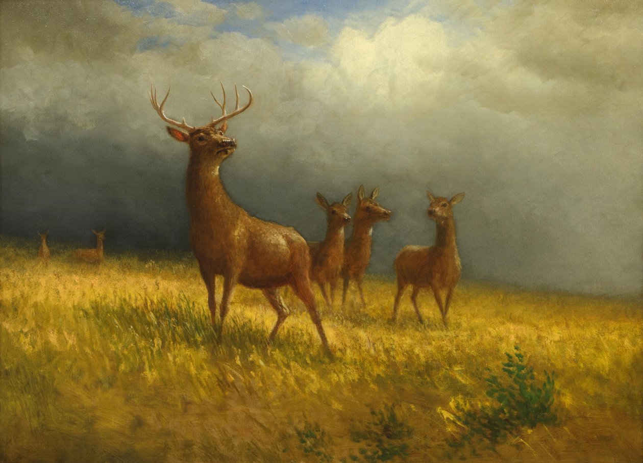 Drei Hirsche und ein Hirsch von Albert Bierstadt