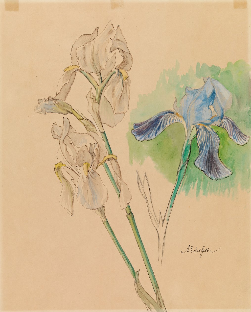Iris von Albert Edelfelt
