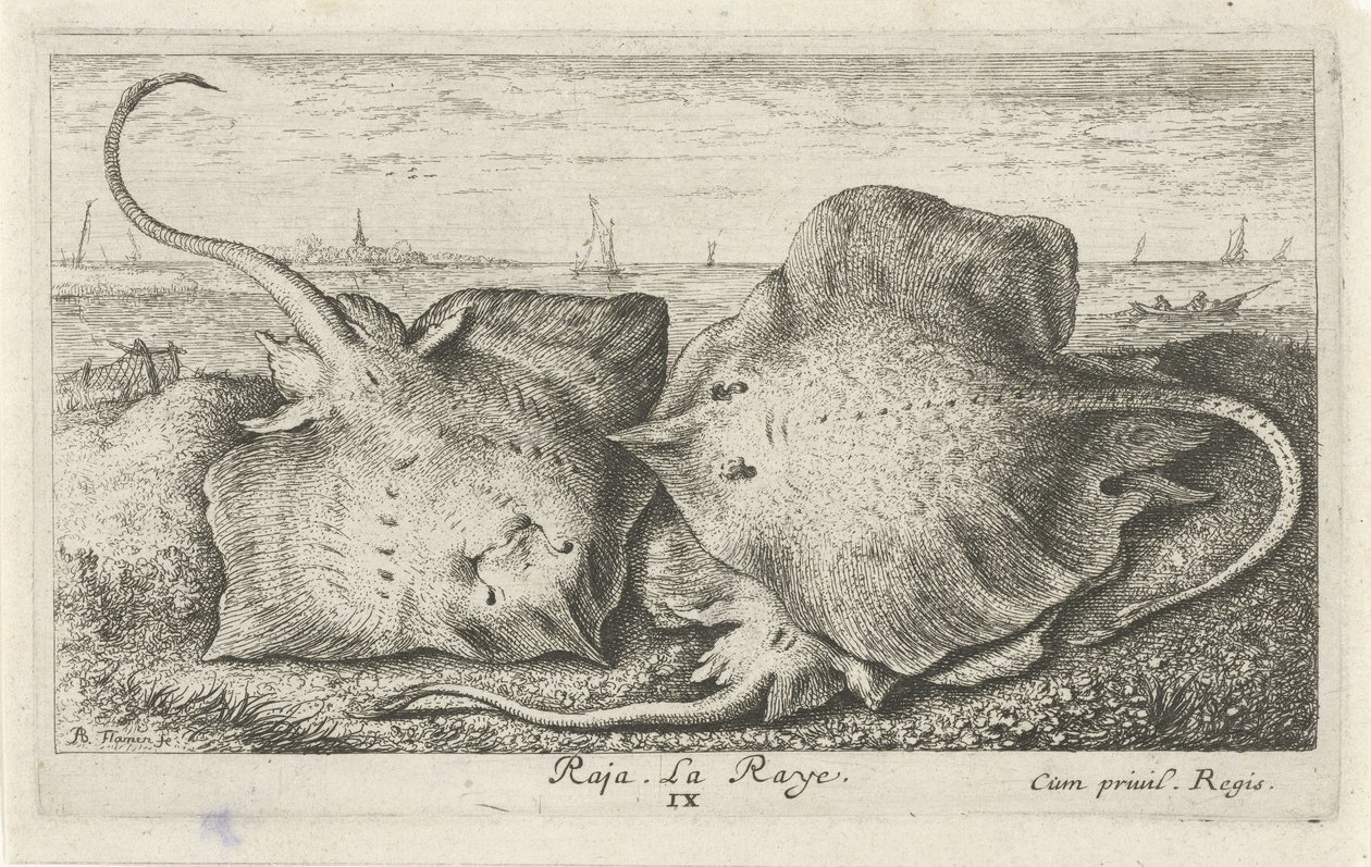 Drei Rochen am Strand (Vissen en andere zeedieren - zoutwater tweede reeks, Poissons de mer) von Albert Flamen