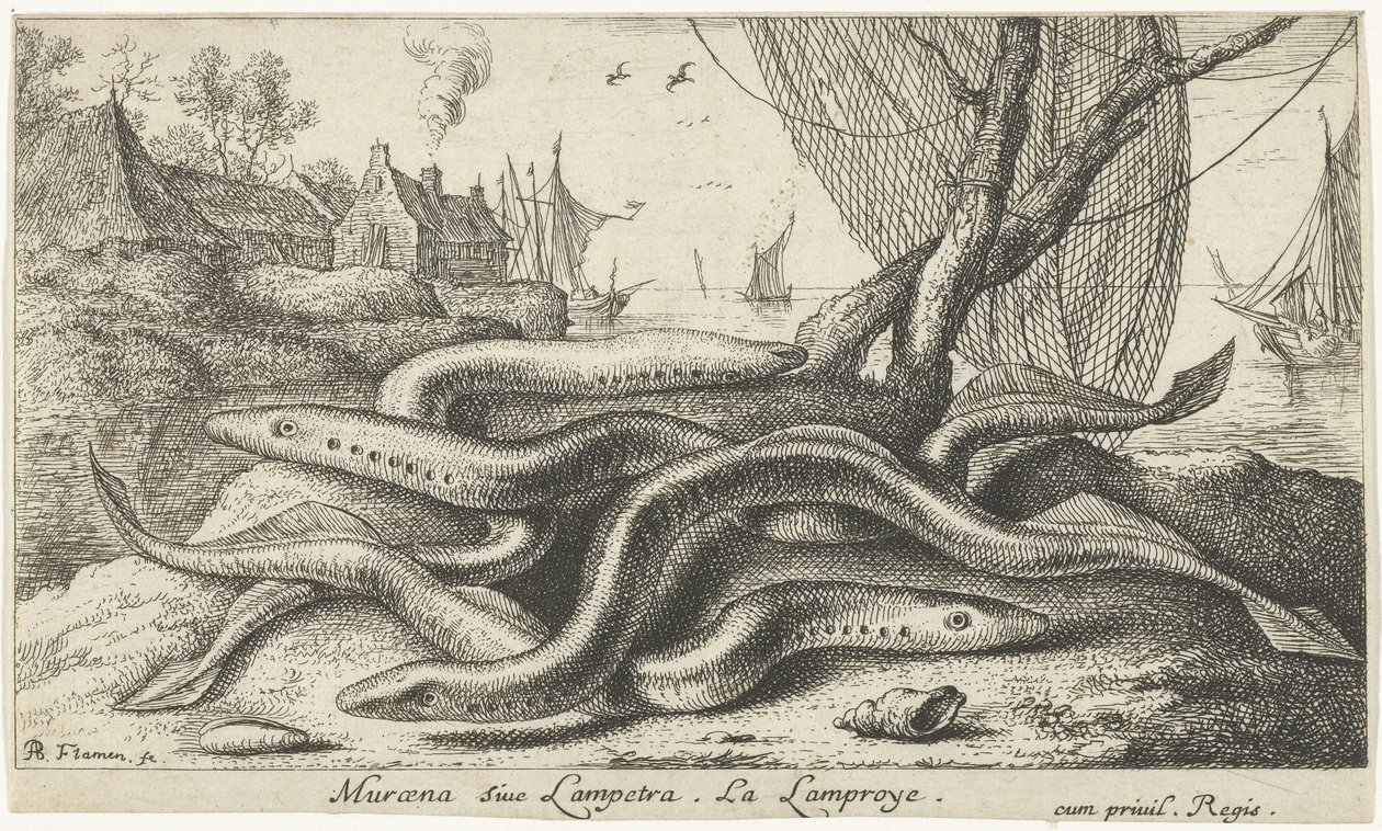 Flussneunaugen am Ufer von Albert Flamen