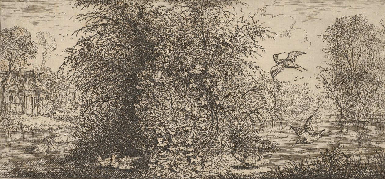 Rusticula minor, Beccassine Die Schnepfe: Livre d