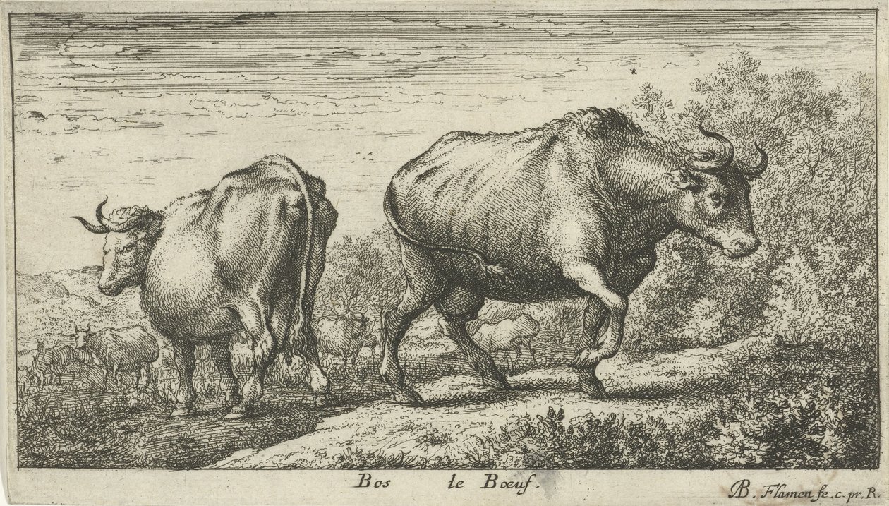 Stiere von Albert Flamen