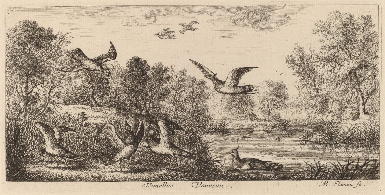 Vanellus, Der Kiebitz von Albert Flamen
