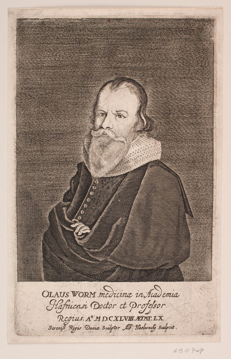 Ole Worm von Albert Haelwegh