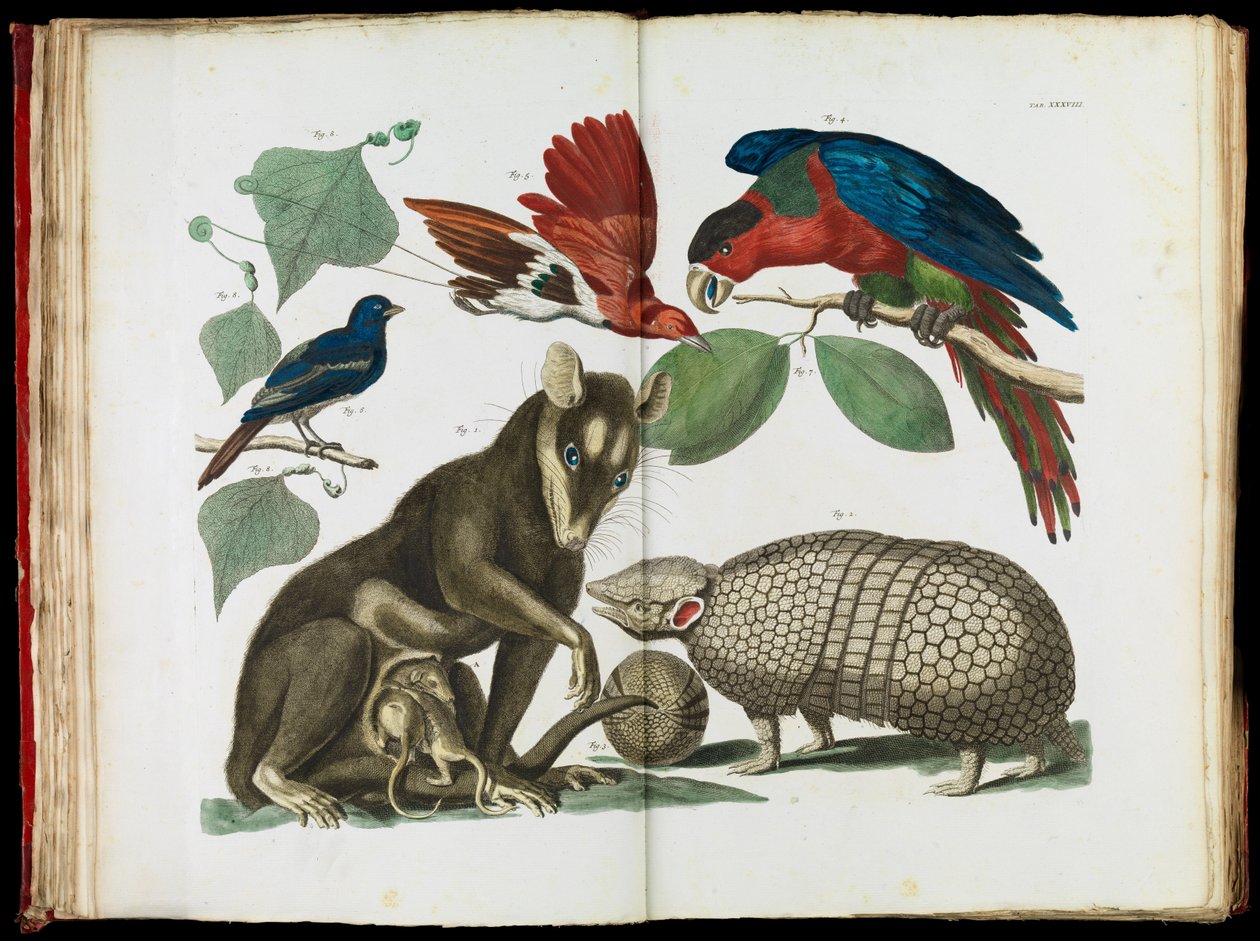 Molucca-Opossum, Didelphis molucca und Gürteltier, Tolypeutes matacus von Albertus Seba