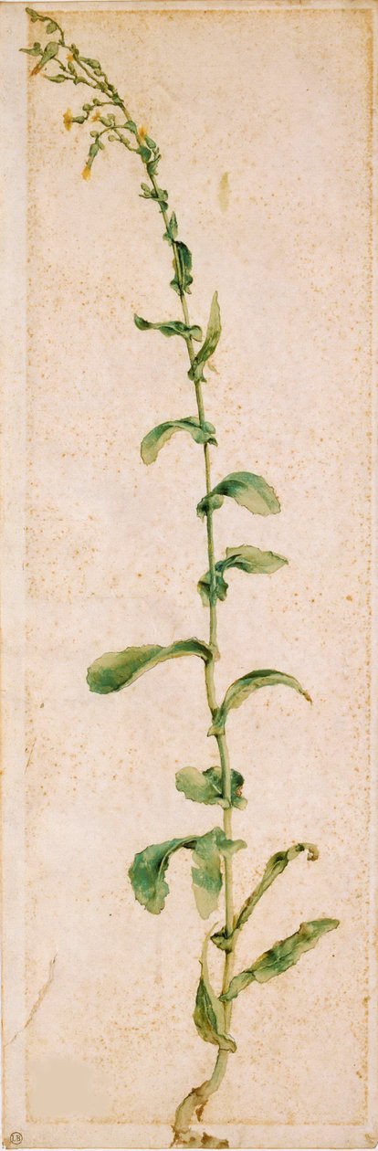 Eine Tabakpflanze von Albrecht Dürer