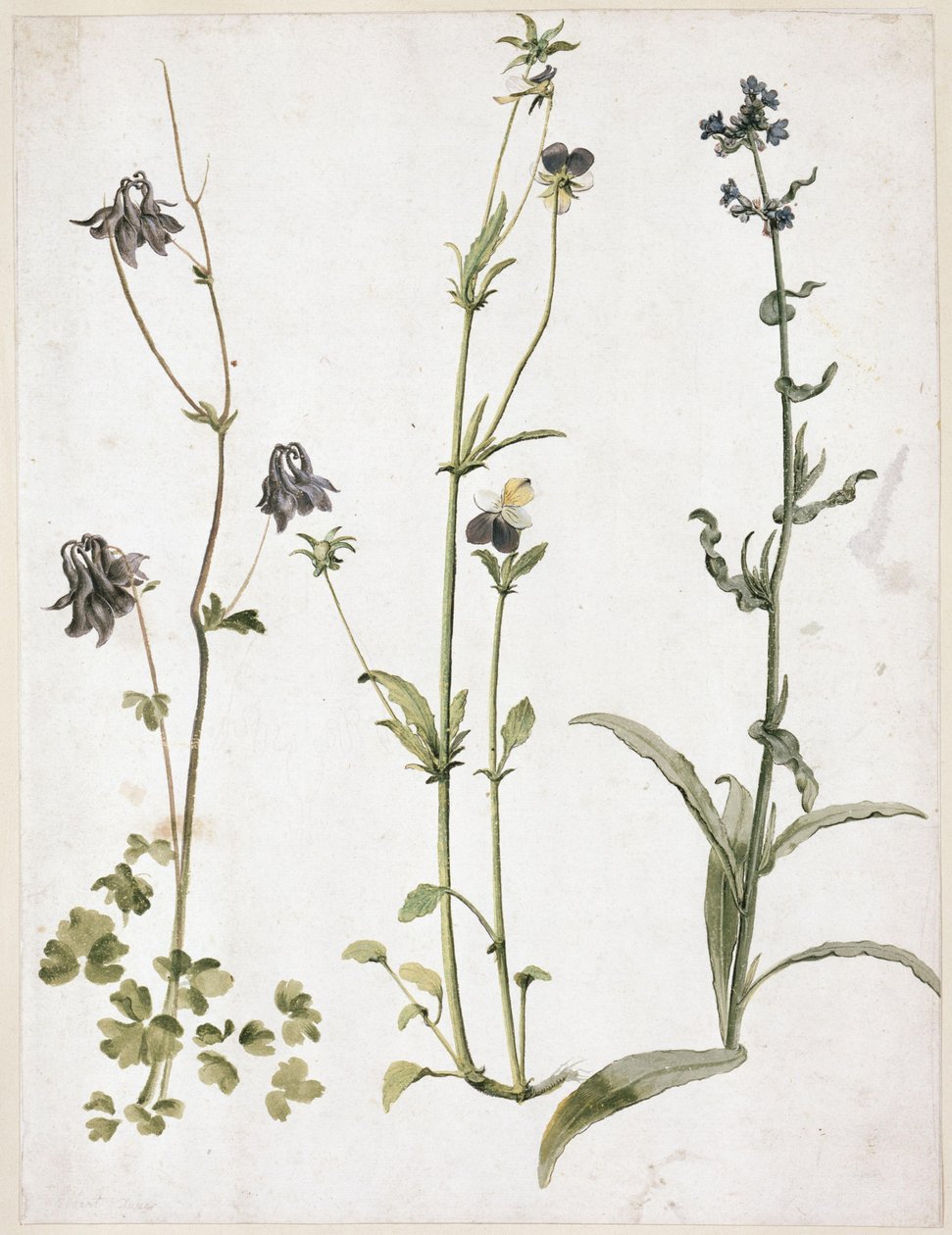 Akelei, Stiefmütterchen und Ochsenzunge von Albrecht Dürer