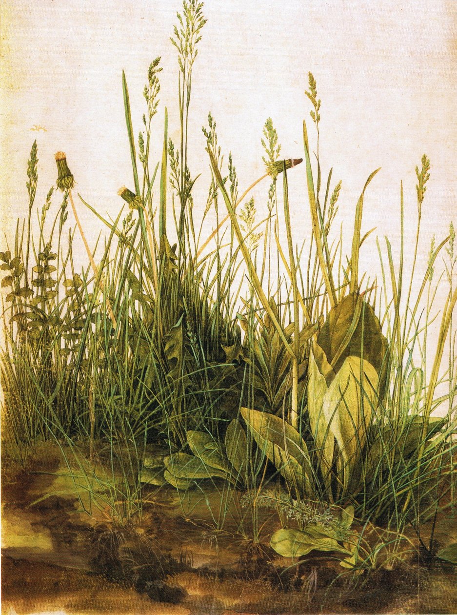 Das große Rasenstück von Albrecht Dürer