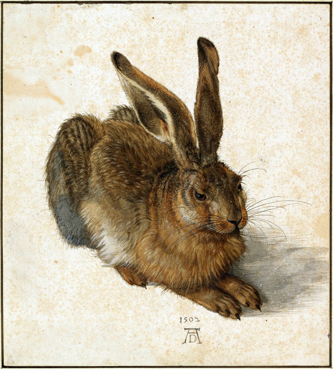 Feldhase von Albrecht Dürer