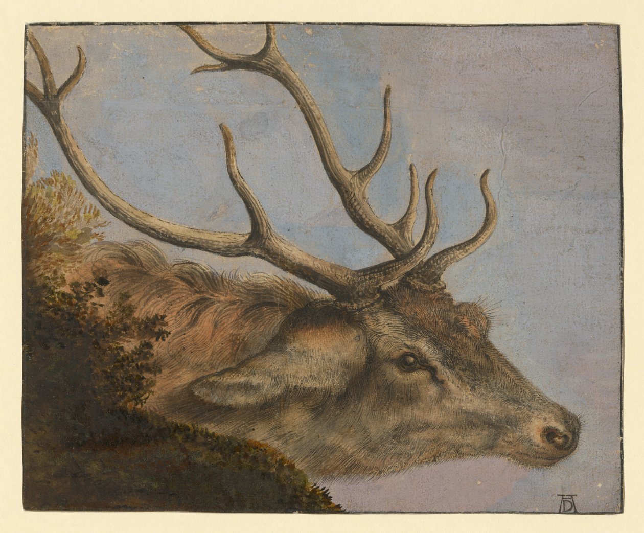 Hirschkopf von Albrecht Dürer