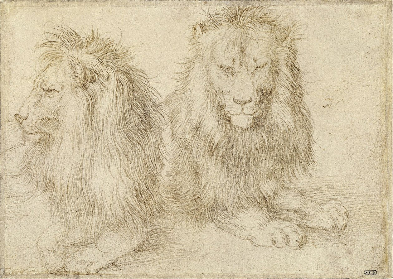 Zwei sitzende Löwen von Albrecht Dürer