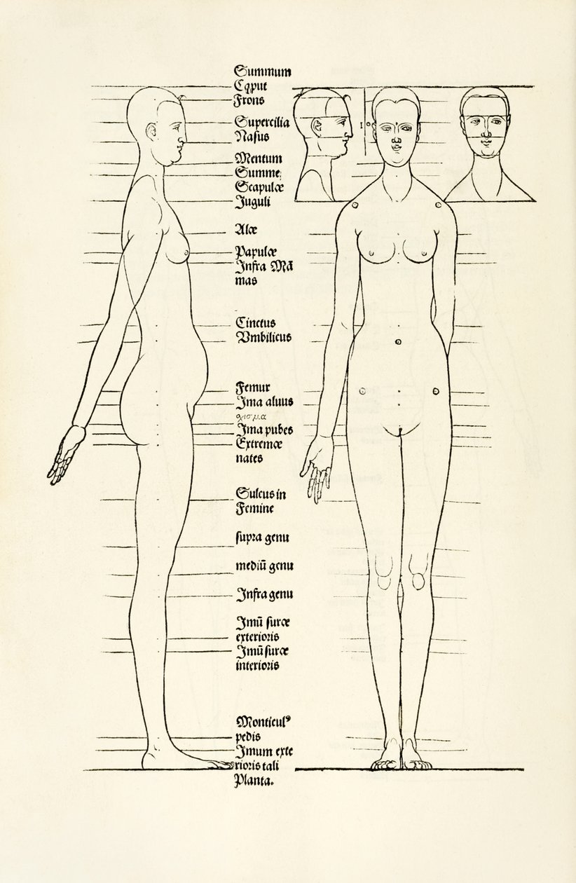 Weiblicher anatomischer Holzschnitt aus 