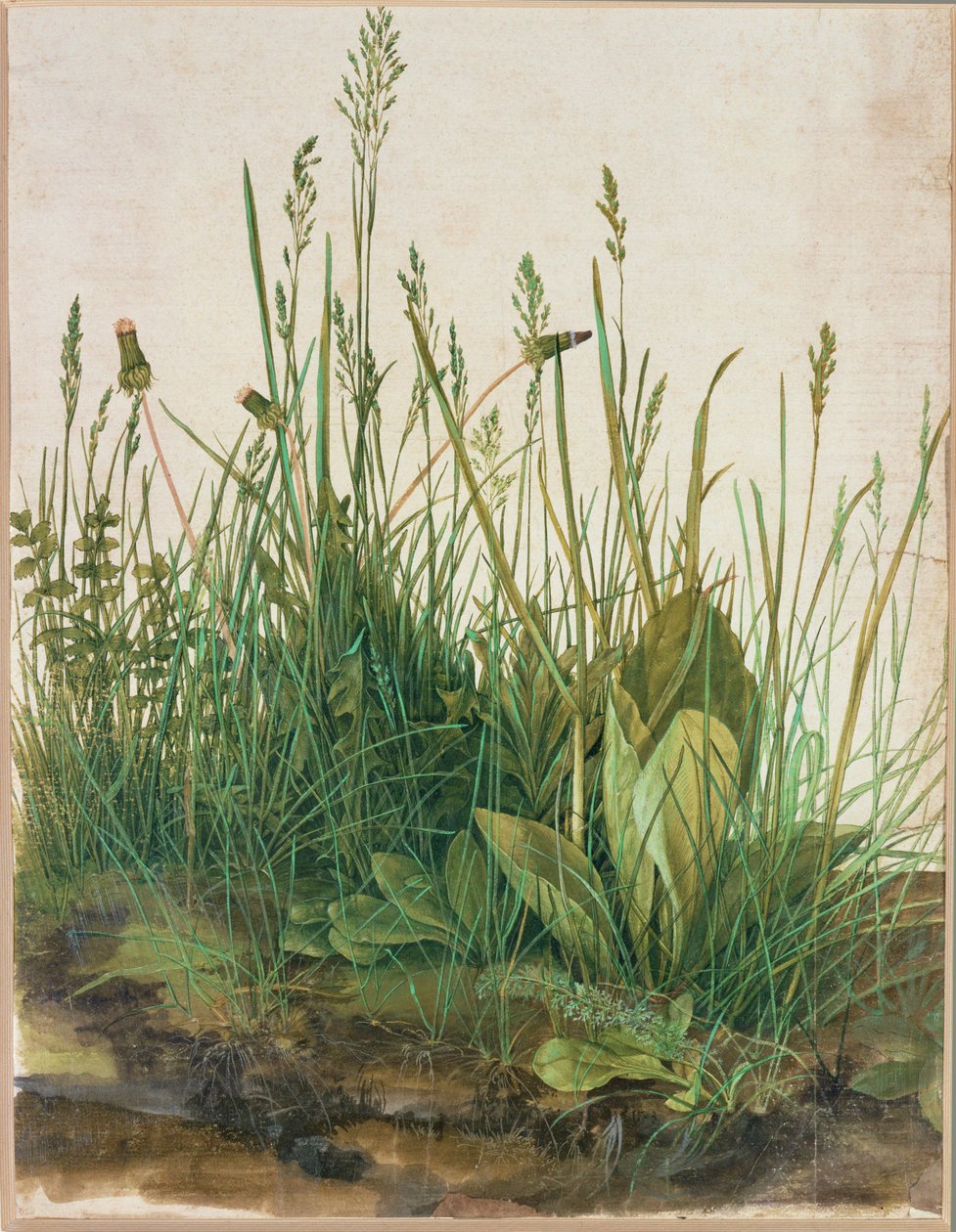 Großer Rasenstück von Albrecht Dürer or Duerer