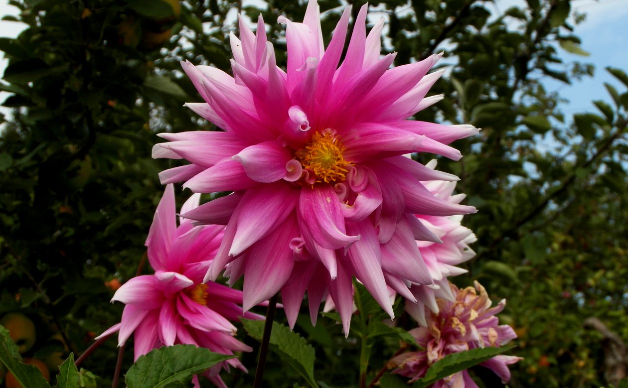 Garten von Alex Caminker