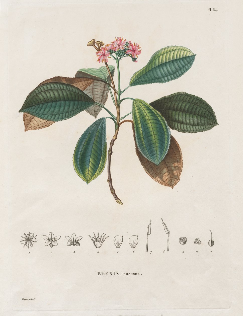 Reise in die Äquatorialregionen des neuen Kontinents, gemacht in den Jahren 1709 bis 1804: Monographie der Melastomaceen: Nr. 54 von Alexander, Freiherr von Humboldt