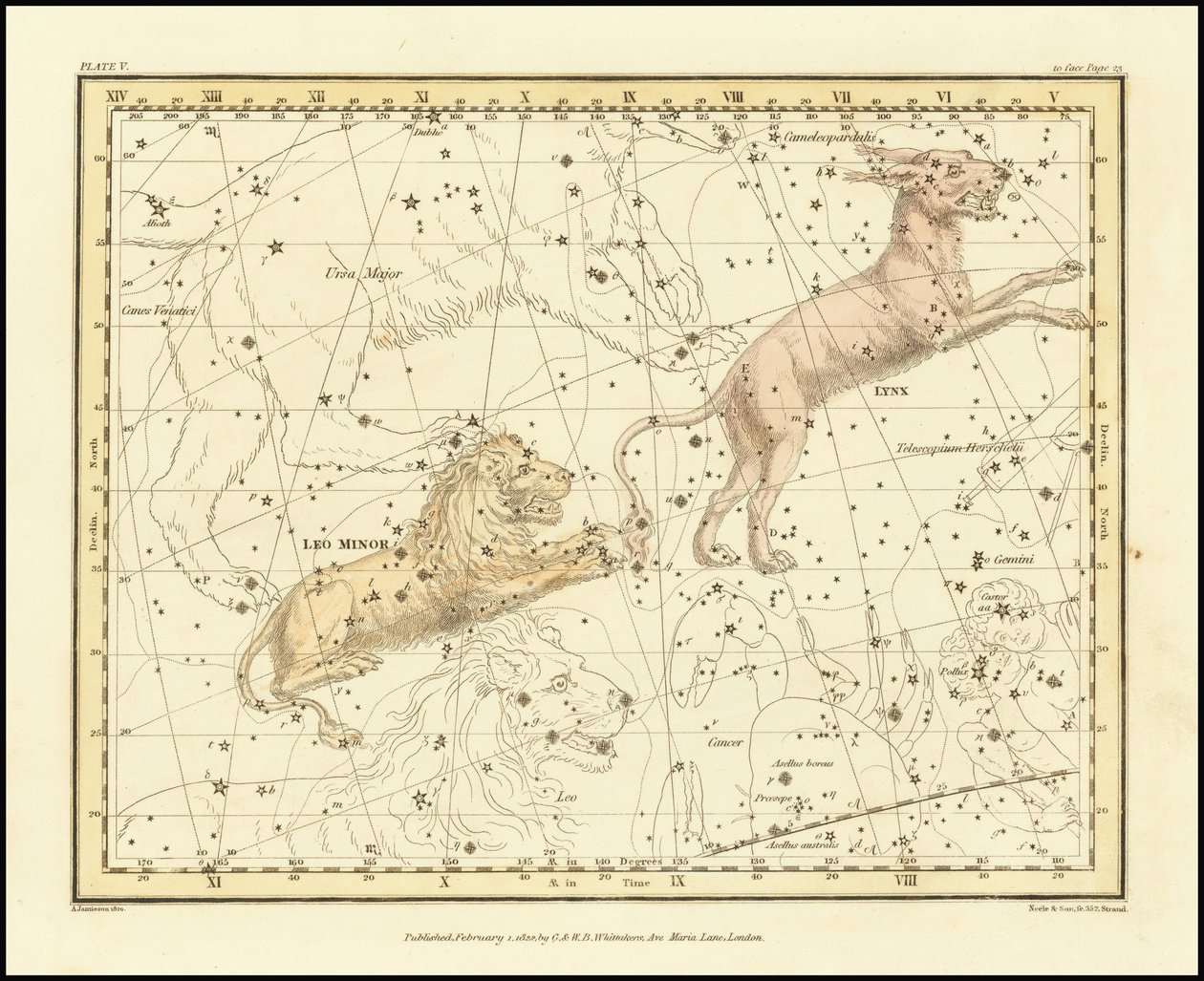 1822 - Alexander Jamieson - Luchs & Kleiner Löwe von Alexander Jamieson