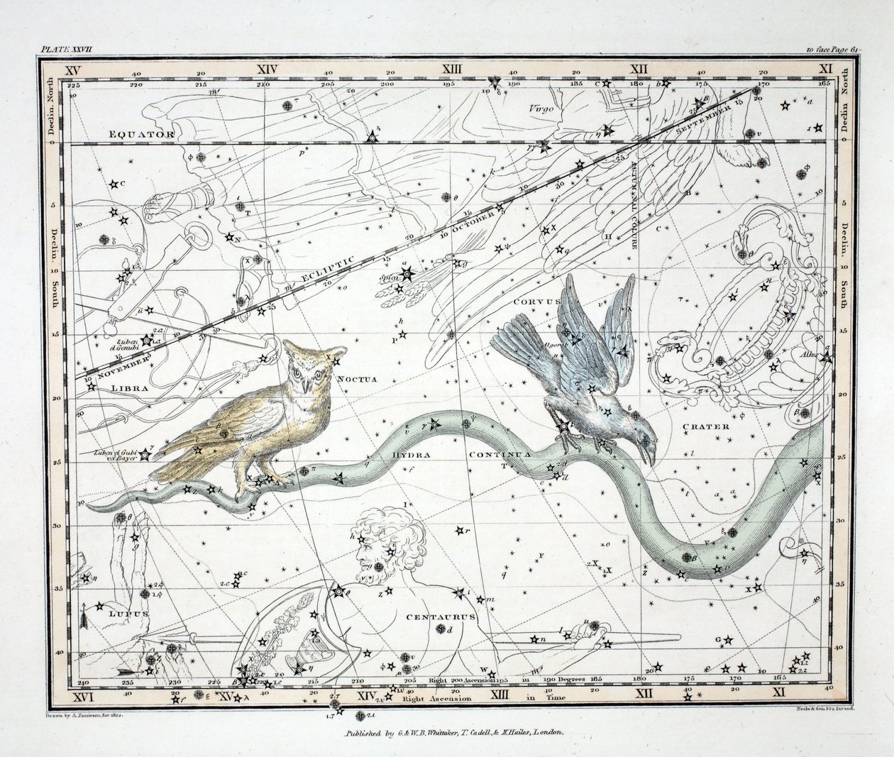 Die Sternbilder (Platte XXVII) Hydra Continua, Crater, Covus, Centaurus et Lupus, aus 