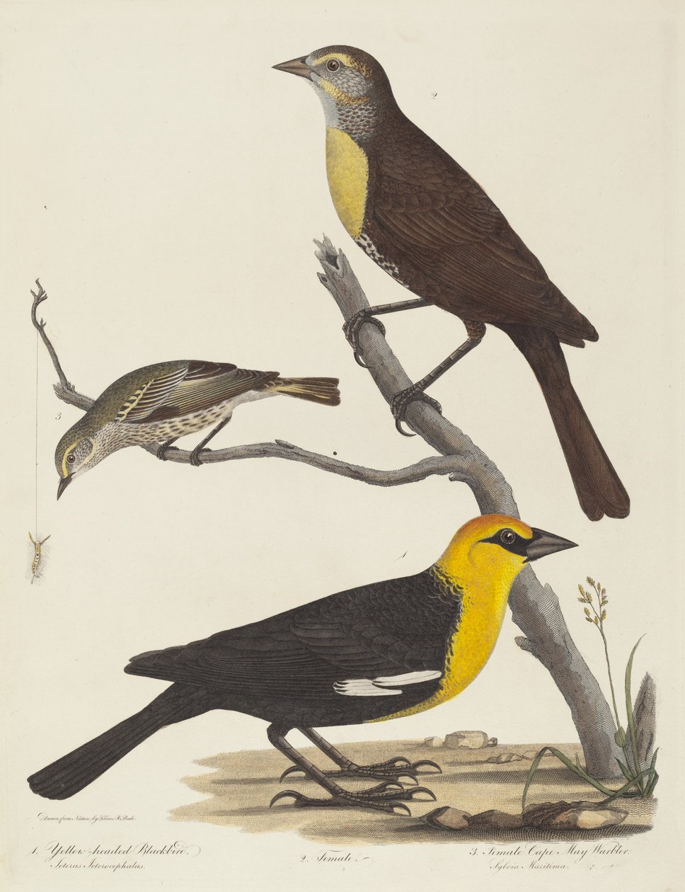 Gelbkopf-Schwarzvogel, Weiblicher Schwarzvogel und Weiblicher Cape-May-Waldsänger von Alexander Lawson