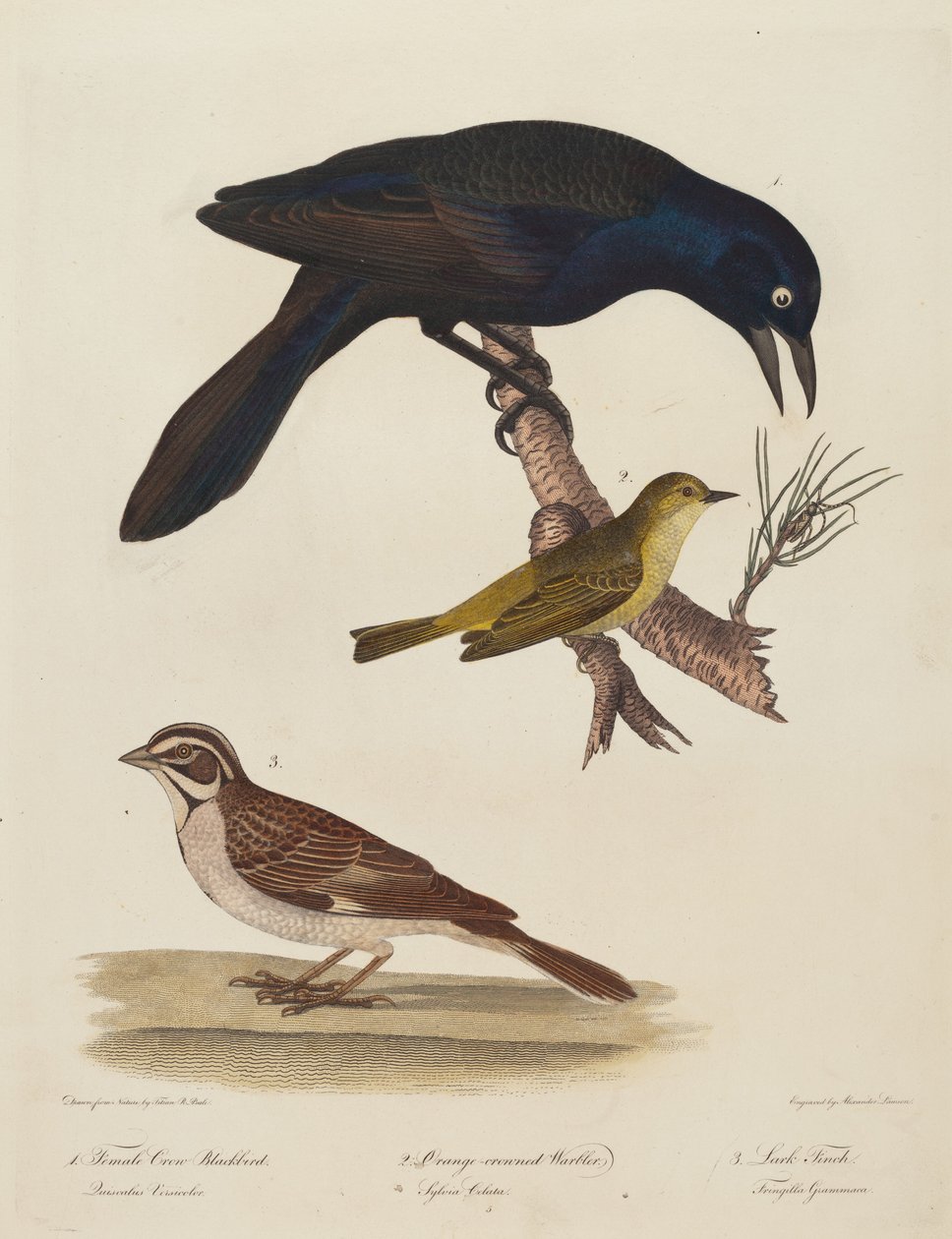 Weibliche Krähenamsel, Orangehauben-Waldsänger, Lerchenfink von Alexander Lawson after Titian Ramsay Peale