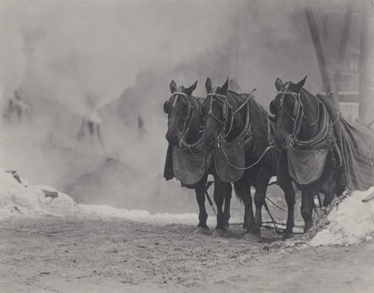 Pferde, New York von Alfred Stieglitz