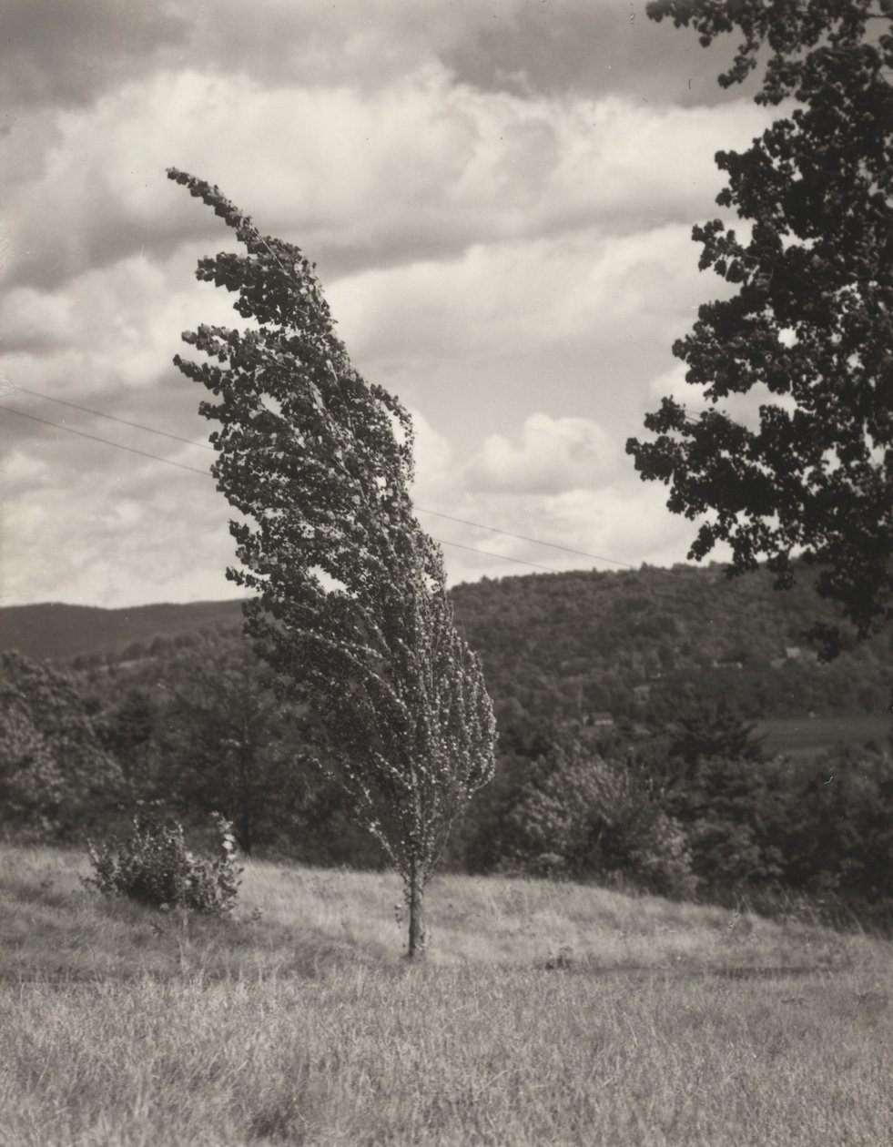 Pappel—Lake George von Alfred Stieglitz