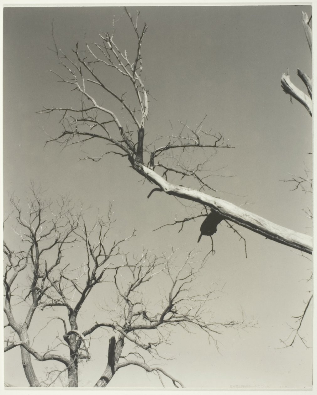 Der sterbende Kastanienbaum—Mein Lehrer von Alfred Stieglitz