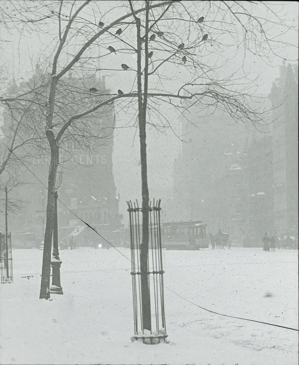 Baum im Schnee, New York City, 1900-02 von Alfred Stieglitz