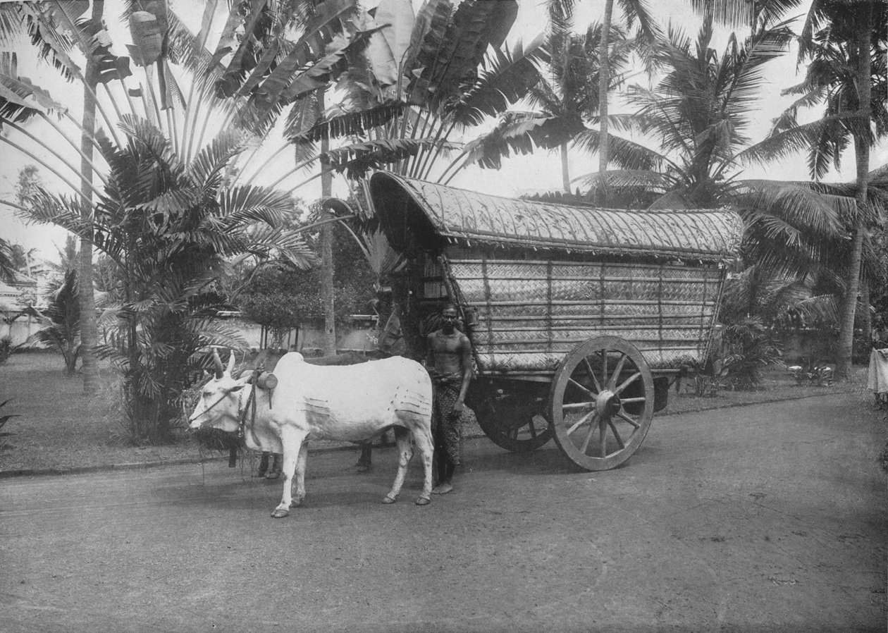 Ein Ceylon-Bullenwagen, um 1890, 1910 von Alfred William Amandus Plate