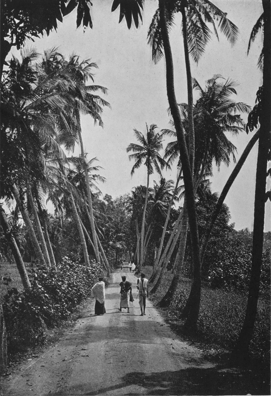 Ein Pfad durch Reisfelder, ca. 1890, 1910 von Alfred William Amandus Plate