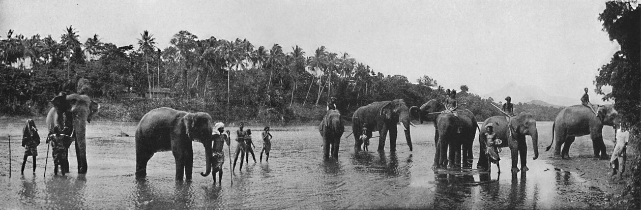 Kandy. Heilige Elefanten des Tempels beim Baden, um 1890, 1910 von Alfred William Amandus Plate