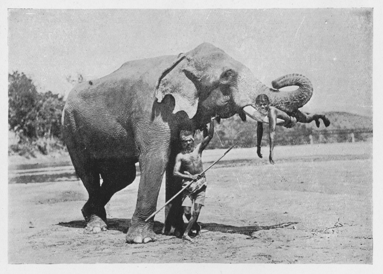 Maligawa-Elefant und Mahouts, ca. 1890, 1910 von Alfred William Amandus Plate