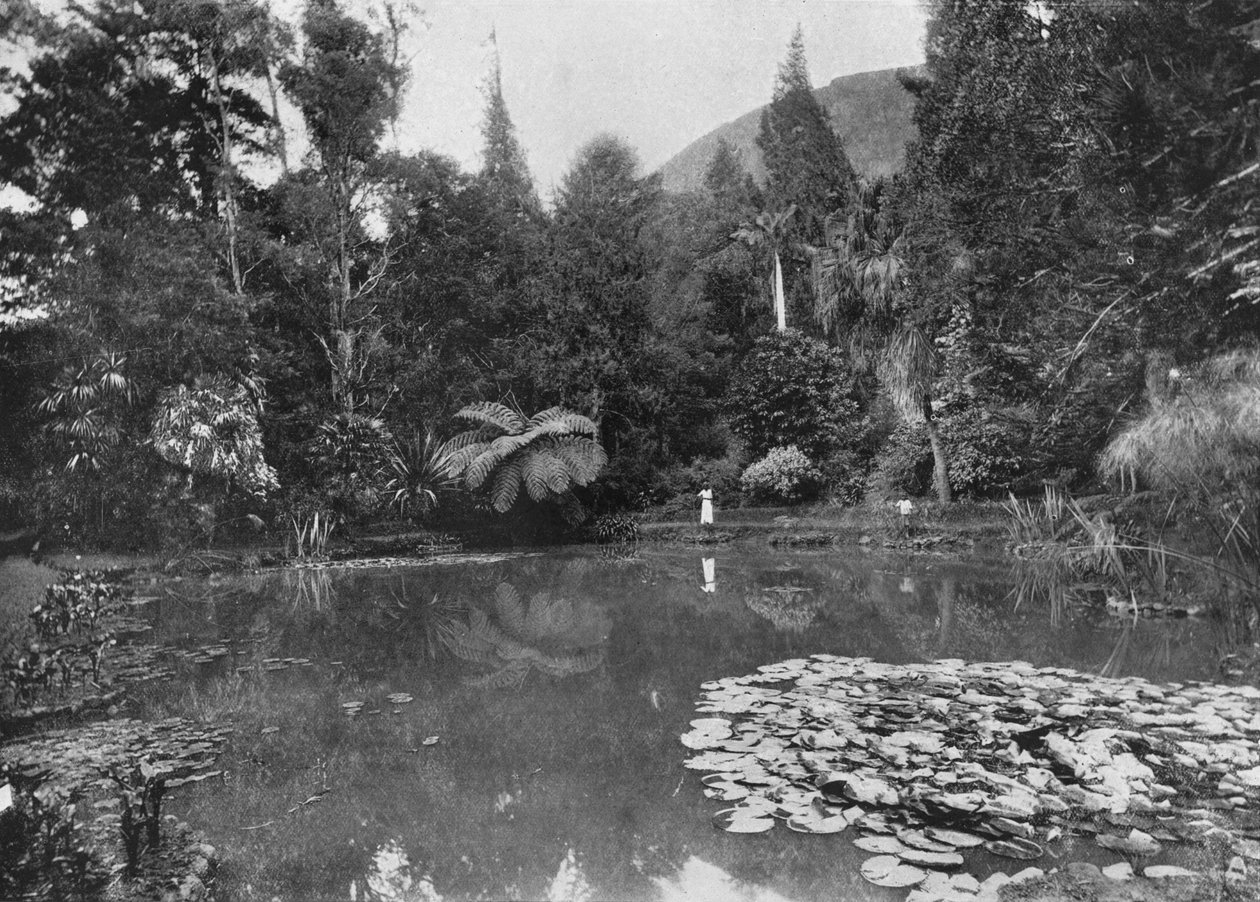 Der Lotus-Teich, Hakgalla-Gärten, Nuwara Eliya, ca. 1890, 1910 von Alfred William Amandus Plate