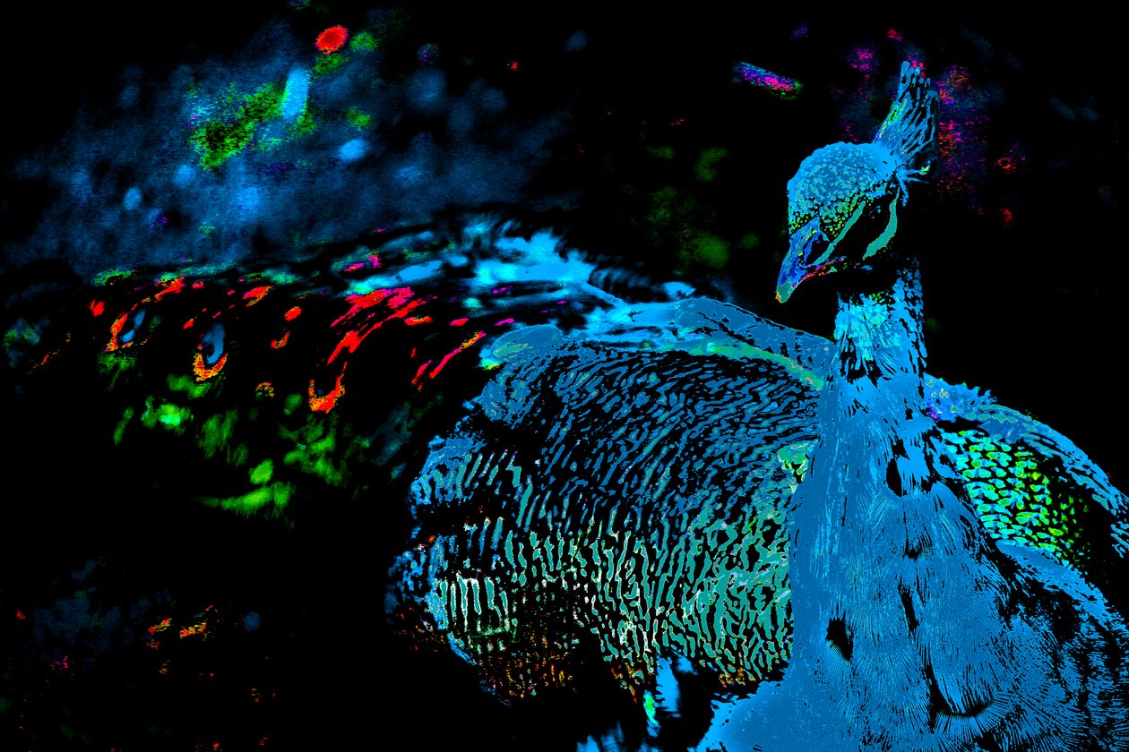 Der Pfau der Prinzessin von Alice Gur Arie
