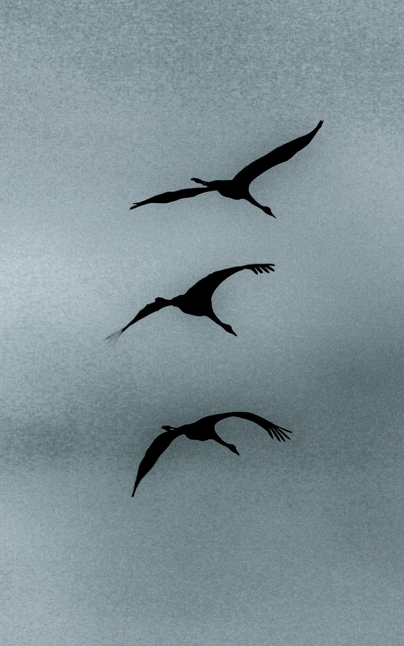 Triade, aus der Serie Over Hula, 2016 von Alice Gur Arie
