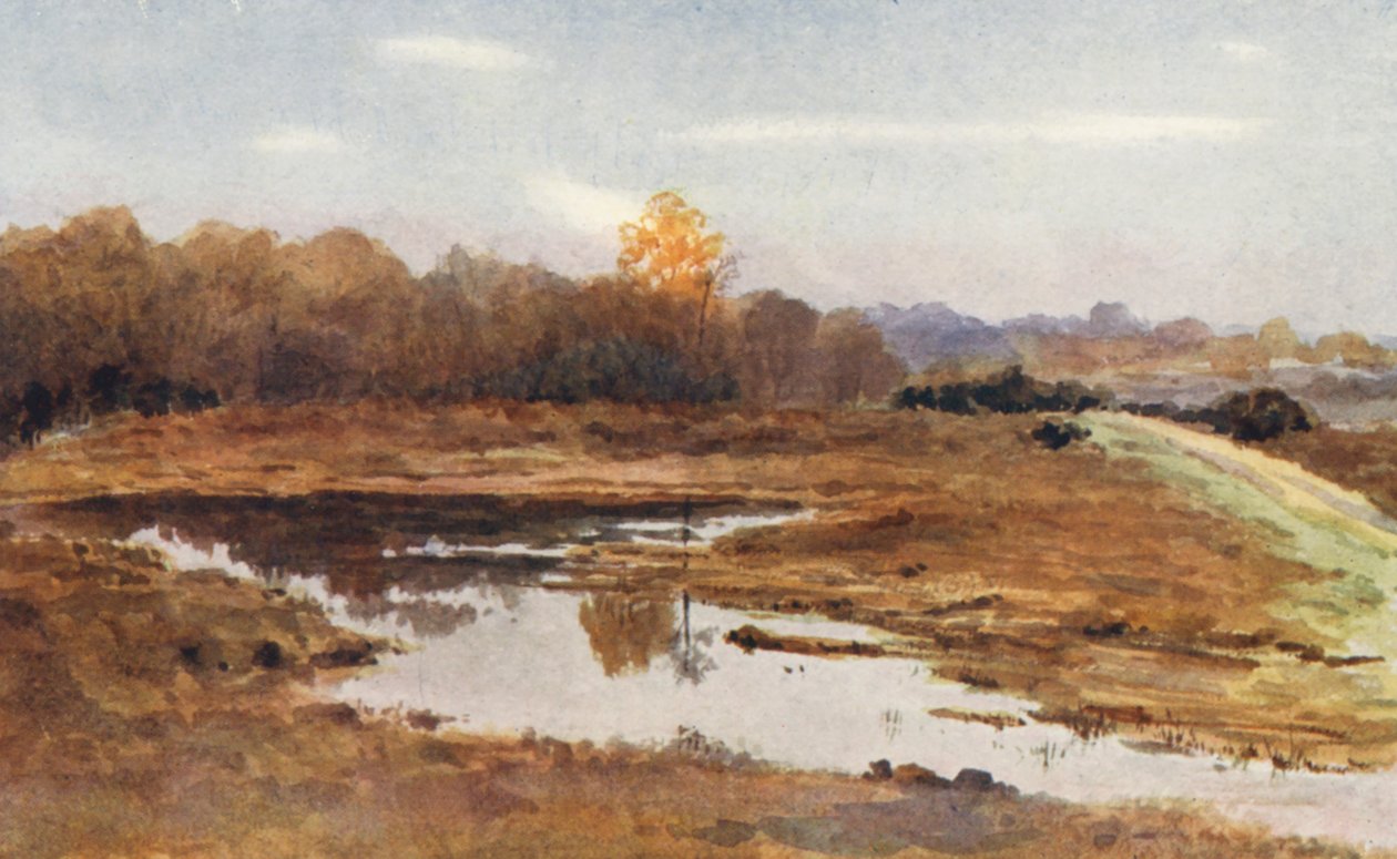 New Forest: Auf der Beaulieu Road, ein nasser Oktober von Alice Julia Argles
