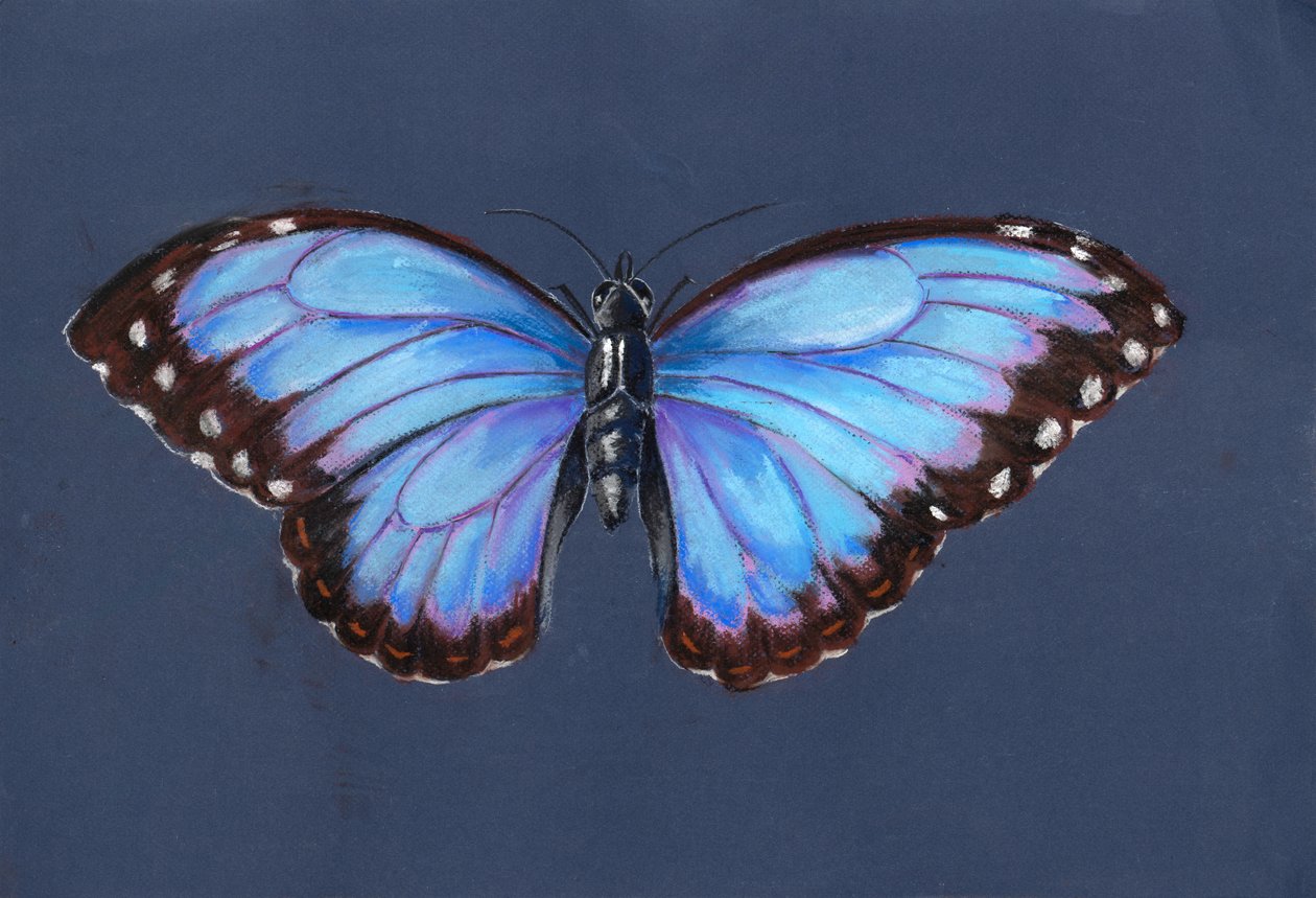 Blauer Morphofalter von Alison Cooper