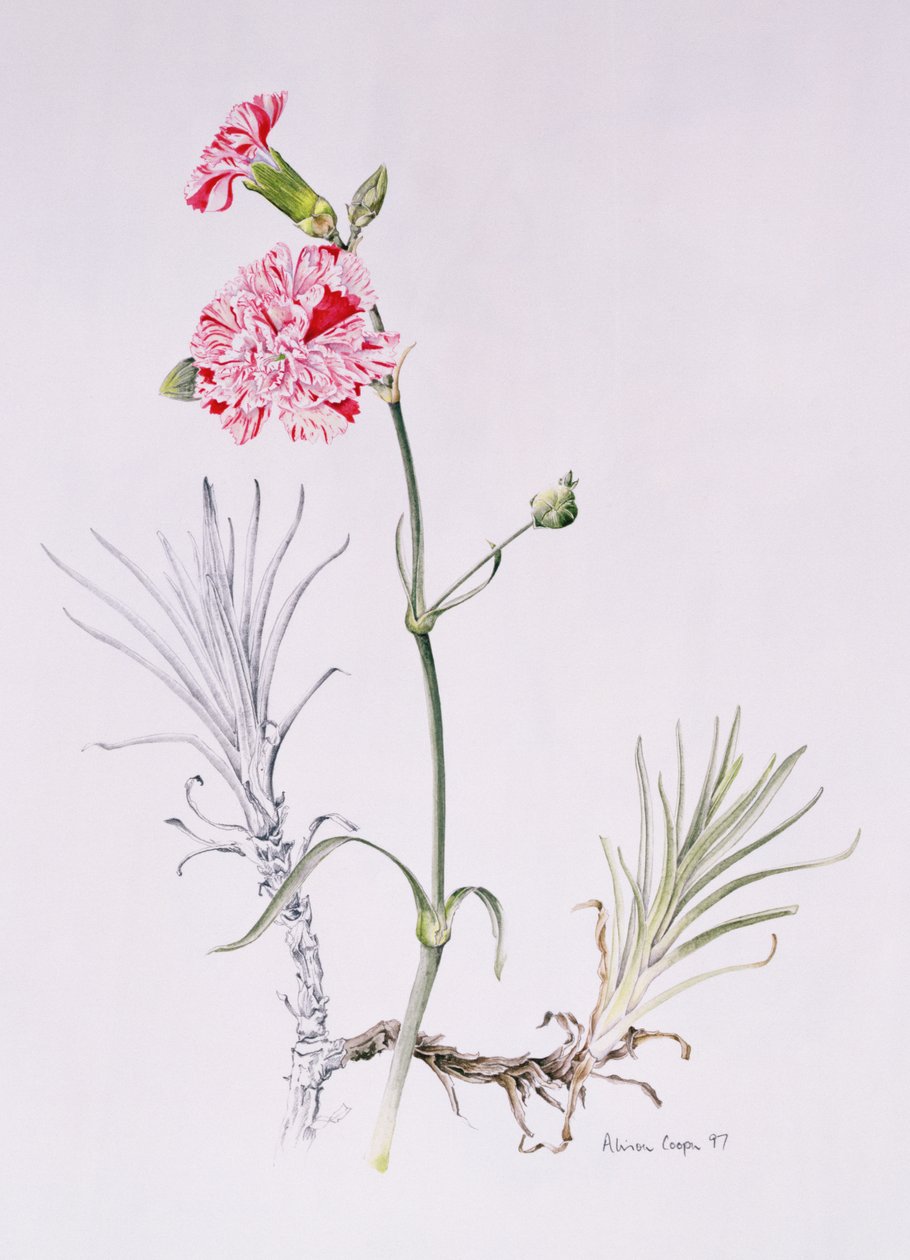 Alte Sorte von Dianthus, 1997 von Alison Cooper