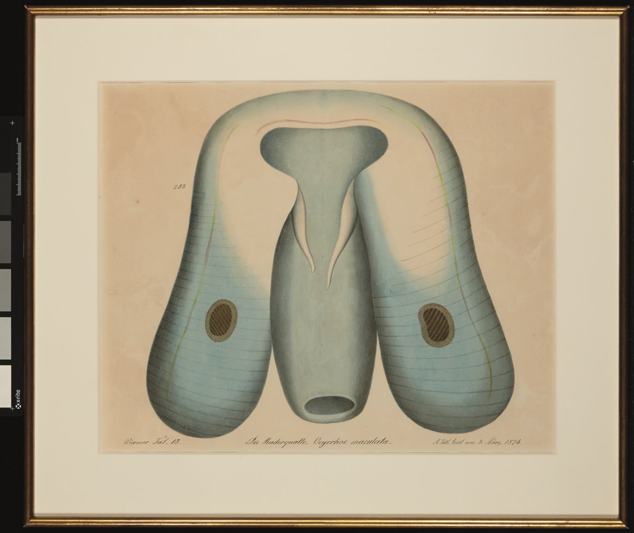 Die Ruderqualle. Ocyrrhoe maculata von Aloys Zötl