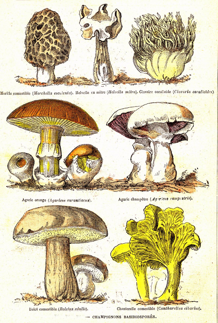 Pilze Basidiosporen: Natürliche Schöpfung und Lebewesen (von Jules Rengade). Zeichnung von A. Demarle. 1885 von Alphonse Demarle