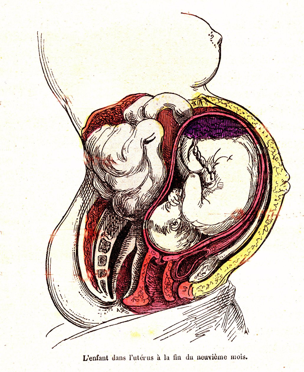 Das Kind im Uterus (spätes 9. Monat) - Das normale Leben & Gesundheit von J. Rengade - Zeichnung A. Demarle 1881 von Alphonse Demarle