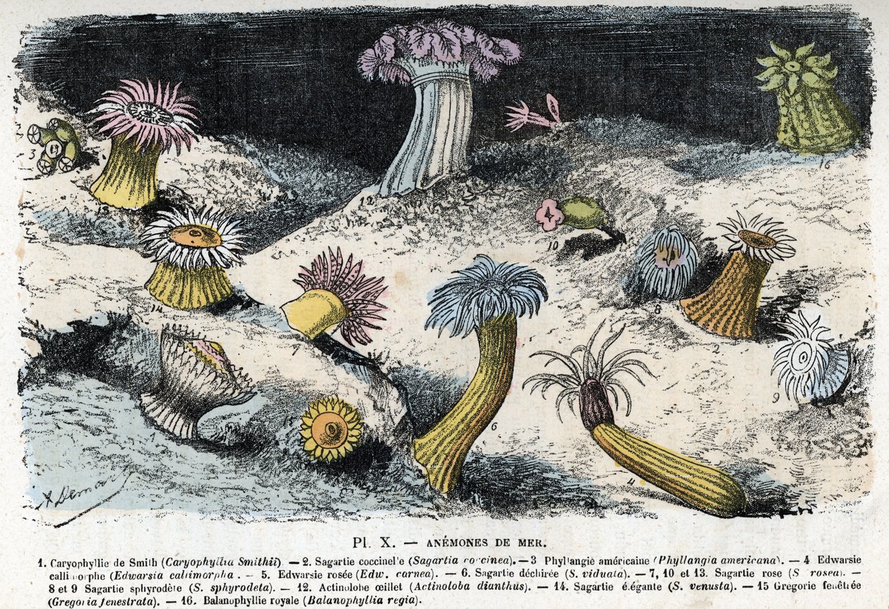 Zoologische Tafel: Seeanemonen Gravur aus 