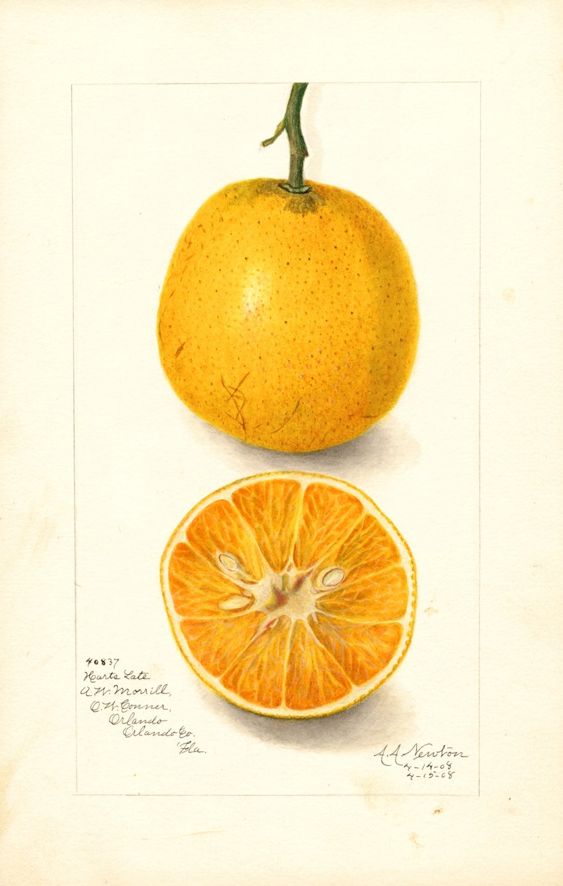 Harts Spätorangen (Citrus sinensis) von Amanda Almira Newton