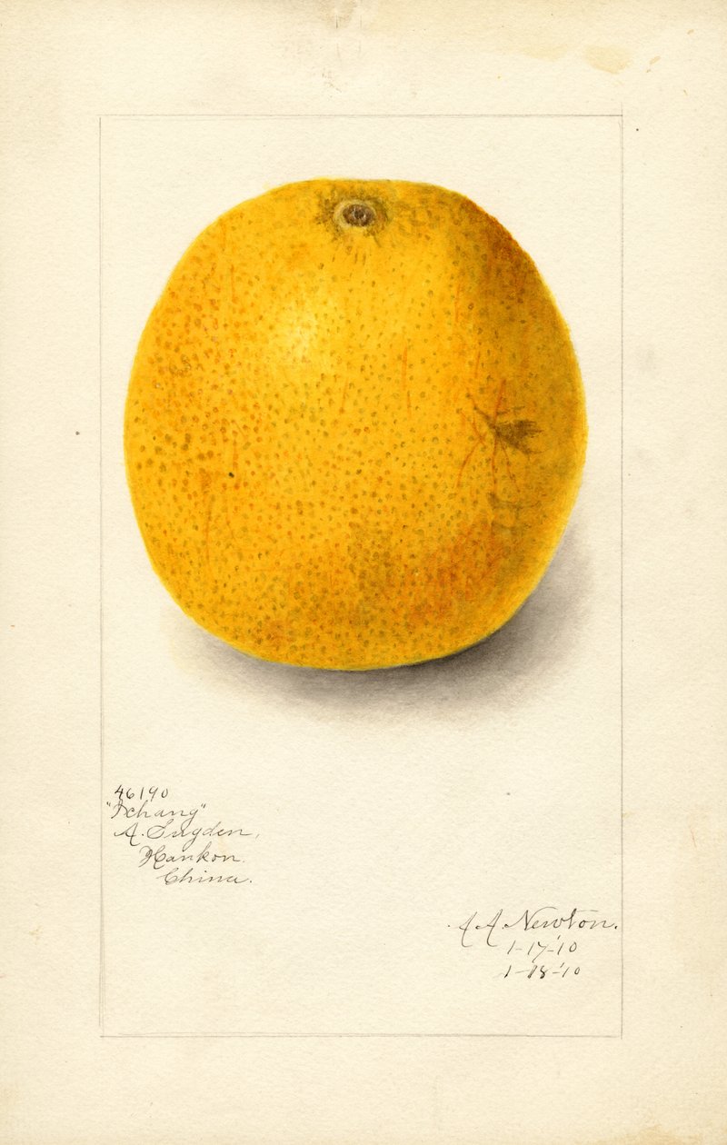 Ichang Orange (Citrus sinensis) von Amanda Almira Newton