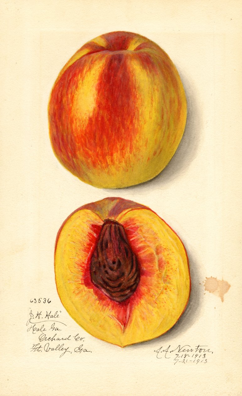 Pfirsiche (Prunus persica: J.H. Hale) von Amanda Almira Newton